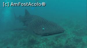 P17 [MAR-2014] whale shark