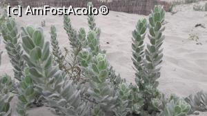 [P12] Volbura de nisip » foto by negoita*
 - 
<span class="allrVoted glyphicon glyphicon-heart hidden" id="av893637"></span>
<a class="m-l-10 hidden" id="sv893637" onclick="voting_Foto_DelVot(,893637,2514)" role="button">șterge vot <span class="glyphicon glyphicon-remove"></span></a>
<a id="v9893637" class=" c-red"  onclick="voting_Foto_SetVot(893637)" role="button"><span class="glyphicon glyphicon-heart-empty"></span> <b>LIKE</b> = Votează poza</a> <img class="hidden"  id="f893637W9" src="/imagini/loader.gif" border="0" /><span class="AjErrMes hidden" id="e893637ErM"></span>