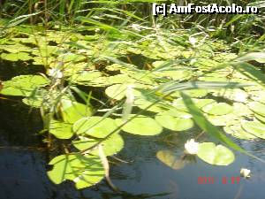 [P14]  -- <small>// FĂRĂ DESCRIERE</small> » foto by eadeea*
 - 
<span class="allrVoted glyphicon glyphicon-heart hidden" id="av496134"></span>
<a class="m-l-10 hidden" id="sv496134" onclick="voting_Foto_DelVot(,496134,2514)" role="button">șterge vot <span class="glyphicon glyphicon-remove"></span></a>
<a id="v9496134" class=" c-red"  onclick="voting_Foto_SetVot(496134)" role="button"><span class="glyphicon glyphicon-heart-empty"></span> <b>LIKE</b> = Votează poza</a> <img class="hidden"  id="f496134W9" src="/imagini/loader.gif" border="0" /><span class="AjErrMes hidden" id="e496134ErM"></span>