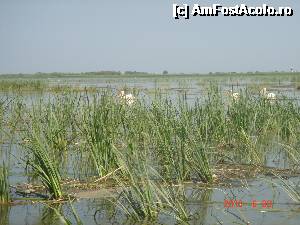 [P19]  -- <small>// FĂRĂ DESCRIERE</small> » foto by eadeea*
 - 
<span class="allrVoted glyphicon glyphicon-heart hidden" id="av496139"></span>
<a class="m-l-10 hidden" id="sv496139" onclick="voting_Foto_DelVot(,496139,2514)" role="button">șterge vot <span class="glyphicon glyphicon-remove"></span></a>
<a id="v9496139" class=" c-red"  onclick="voting_Foto_SetVot(496139)" role="button"><span class="glyphicon glyphicon-heart-empty"></span> <b>LIKE</b> = Votează poza</a> <img class="hidden"  id="f496139W9" src="/imagini/loader.gif" border="0" /><span class="AjErrMes hidden" id="e496139ErM"></span>