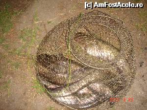 [P20]  -- <small>// FĂRĂ DESCRIERE</small> » foto by eadeea*
 - 
<span class="allrVoted glyphicon glyphicon-heart hidden" id="av496140"></span>
<a class="m-l-10 hidden" id="sv496140" onclick="voting_Foto_DelVot(,496140,2514)" role="button">șterge vot <span class="glyphicon glyphicon-remove"></span></a>
<a id="v9496140" class=" c-red"  onclick="voting_Foto_SetVot(496140)" role="button"><span class="glyphicon glyphicon-heart-empty"></span> <b>LIKE</b> = Votează poza</a> <img class="hidden"  id="f496140W9" src="/imagini/loader.gif" border="0" /><span class="AjErrMes hidden" id="e496140ErM"></span>