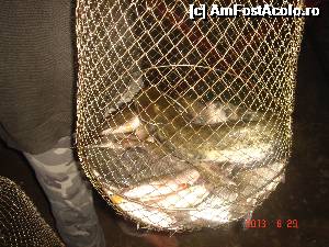 [P21]  -- <small>// FĂRĂ DESCRIERE</small> » foto by eadeea*
 - 
<span class="allrVoted glyphicon glyphicon-heart hidden" id="av496141"></span>
<a class="m-l-10 hidden" id="sv496141" onclick="voting_Foto_DelVot(,496141,2514)" role="button">șterge vot <span class="glyphicon glyphicon-remove"></span></a>
<a id="v9496141" class=" c-red"  onclick="voting_Foto_SetVot(496141)" role="button"><span class="glyphicon glyphicon-heart-empty"></span> <b>LIKE</b> = Votează poza</a> <img class="hidden"  id="f496141W9" src="/imagini/loader.gif" border="0" /><span class="AjErrMes hidden" id="e496141ErM"></span>