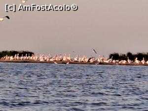 [P08] Insula Pasarilor » foto by marianaonesti
 - 
<span class="allrVoted glyphicon glyphicon-heart hidden" id="av1369288"></span>
<a class="m-l-10 hidden" id="sv1369288" onclick="voting_Foto_DelVot(,1369288,2514)" role="button">șterge vot <span class="glyphicon glyphicon-remove"></span></a>
<a id="v91369288" class=" c-red"  onclick="voting_Foto_SetVot(1369288)" role="button"><span class="glyphicon glyphicon-heart-empty"></span> <b>LIKE</b> = Votează poza</a> <img class="hidden"  id="f1369288W9" src="/imagini/loader.gif" border="0" /><span class="AjErrMes hidden" id="e1369288ErM"></span>