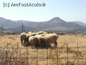 [P14] Tablou rural în Naxos » foto by crismis
 - 
<span class="allrVoted glyphicon glyphicon-heart hidden" id="av1028584"></span>
<a class="m-l-10 hidden" id="sv1028584" onclick="voting_Foto_DelVot(,1028584,2551)" role="button">șterge vot <span class="glyphicon glyphicon-remove"></span></a>
<a id="v91028584" class=" c-red"  onclick="voting_Foto_SetVot(1028584)" role="button"><span class="glyphicon glyphicon-heart-empty"></span> <b>LIKE</b> = Votează poza</a> <img class="hidden"  id="f1028584W9" src="/imagini/loader.gif" border="0" /><span class="AjErrMes hidden" id="e1028584ErM"></span>