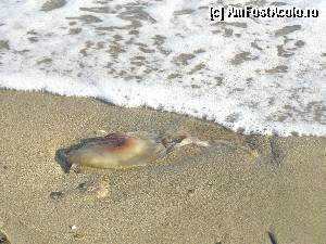 [P06] Meduza moarta adusa la mal pe plaja de la Sonia Village » foto by Tzutzuricu40
 - 
<span class="allrVoted glyphicon glyphicon-heart hidden" id="av395794"></span>
<a class="m-l-10 hidden" id="sv395794" onclick="voting_Foto_DelVot(,395794,2570)" role="button">șterge vot <span class="glyphicon glyphicon-remove"></span></a>
<a id="v9395794" class=" c-red"  onclick="voting_Foto_SetVot(395794)" role="button"><span class="glyphicon glyphicon-heart-empty"></span> <b>LIKE</b> = Votează poza</a> <img class="hidden"  id="f395794W9" src="/imagini/loader.gif" border="0" /><span class="AjErrMes hidden" id="e395794ErM"></span>