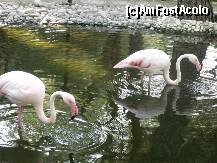 [P28] Flamingo mi-au placut cel mai mult la zoo » foto by monicutza
 - 
<span class="allrVoted glyphicon glyphicon-heart hidden" id="av225231"></span>
<a class="m-l-10 hidden" id="sv225231" onclick="voting_Foto_DelVot(,225231,2572)" role="button">șterge vot <span class="glyphicon glyphicon-remove"></span></a>
<a id="v9225231" class=" c-red"  onclick="voting_Foto_SetVot(225231)" role="button"><span class="glyphicon glyphicon-heart-empty"></span> <b>LIKE</b> = Votează poza</a> <img class="hidden"  id="f225231W9" src="/imagini/loader.gif" border="0" /><span class="AjErrMes hidden" id="e225231ErM"></span>