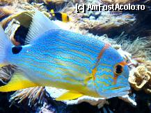 [P18] Imagini din Muzeul de Oceanografie » foto by Visan125
 - 
<span class="allrVoted glyphicon glyphicon-heart hidden" id="av303371"></span>
<a class="m-l-10 hidden" id="sv303371" onclick="voting_Foto_DelVot(,303371,2586)" role="button">șterge vot <span class="glyphicon glyphicon-remove"></span></a>
<a id="v9303371" class=" c-red"  onclick="voting_Foto_SetVot(303371)" role="button"><span class="glyphicon glyphicon-heart-empty"></span> <b>LIKE</b> = Votează poza</a> <img class="hidden"  id="f303371W9" src="/imagini/loader.gif" border="0" /><span class="AjErrMes hidden" id="e303371ErM"></span>