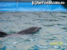 [P06] Chen-Chen. » foto by bucurila
 - 
<span class="allrVoted glyphicon glyphicon-heart hidden" id="av237099"></span>
<a class="m-l-10 hidden" id="sv237099" onclick="voting_Foto_DelVot(,237099,2689)" role="button">șterge vot <span class="glyphicon glyphicon-remove"></span></a>
<a id="v9237099" class=" c-red"  onclick="voting_Foto_SetVot(237099)" role="button"><span class="glyphicon glyphicon-heart-empty"></span> <b>LIKE</b> = Votează poza</a> <img class="hidden"  id="f237099W9" src="/imagini/loader.gif" border="0" /><span class="AjErrMes hidden" id="e237099ErM"></span>