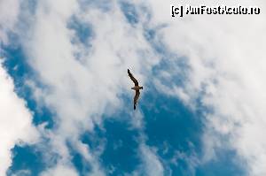 [P05] Un pescarus » foto by sorrynellul
 - 
<span class="allrVoted glyphicon glyphicon-heart hidden" id="av349455"></span>
<a class="m-l-10 hidden" id="sv349455" onclick="voting_Foto_DelVot(,349455,2689)" role="button">șterge vot <span class="glyphicon glyphicon-remove"></span></a>
<a id="v9349455" class=" c-red"  onclick="voting_Foto_SetVot(349455)" role="button"><span class="glyphicon glyphicon-heart-empty"></span> <b>LIKE</b> = Votează poza</a> <img class="hidden"  id="f349455W9" src="/imagini/loader.gif" border="0" /><span class="AjErrMes hidden" id="e349455ErM"></span>