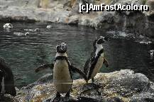 [P24] Loro Parque, pinguinii » foto by redmari108
 - 
<span class="allrVoted glyphicon glyphicon-heart hidden" id="av290866"></span>
<a class="m-l-10 hidden" id="sv290866" onclick="voting_Foto_DelVot(,290866,2726)" role="button">șterge vot <span class="glyphicon glyphicon-remove"></span></a>
<a id="v9290866" class=" c-red"  onclick="voting_Foto_SetVot(290866)" role="button"><span class="glyphicon glyphicon-heart-empty"></span> <b>LIKE</b> = Votează poza</a> <img class="hidden"  id="f290866W9" src="/imagini/loader.gif" border="0" /><span class="AjErrMes hidden" id="e290866ErM"></span>