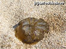 [P02] meduza foarte neplacuta.pacat de apa foarte cristalina.Aici e prima escala in croaziera pe mare. » foto by catahappy
 - 
<span class="allrVoted glyphicon glyphicon-heart hidden" id="av17703"></span>
<a class="m-l-10 hidden" id="sv17703" onclick="voting_Foto_DelVot(,17703,2747)" role="button">șterge vot <span class="glyphicon glyphicon-remove"></span></a>
<a id="v917703" class=" c-red"  onclick="voting_Foto_SetVot(17703)" role="button"><span class="glyphicon glyphicon-heart-empty"></span> <b>LIKE</b> = Votează poza</a> <img class="hidden"  id="f17703W9" src="/imagini/loader.gif" border="0" /><span class="AjErrMes hidden" id="e17703ErM"></span>