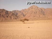 [P15] ,,Tare sunt singur,Doamne, şi pieziş
Copac pribeag uitat în...[deşert]' » foto by iris2010
 - 
<span class="allrVoted glyphicon glyphicon-heart hidden" id="av117238"></span>
<a class="m-l-10 hidden" id="sv117238" onclick="voting_Foto_DelVot(,117238,2768)" role="button">șterge vot <span class="glyphicon glyphicon-remove"></span></a>
<a id="v9117238" class=" c-red"  onclick="voting_Foto_SetVot(117238)" role="button"><span class="glyphicon glyphicon-heart-empty"></span> <b>LIKE</b> = Votează poza</a> <img class="hidden"  id="f117238W9" src="/imagini/loader.gif" border="0" /><span class="AjErrMes hidden" id="e117238ErM"></span>