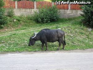 [P31] Bivoliță în Gura Râului.  » foto by tata123 🔱
 - 
<span class="allrVoted glyphicon glyphicon-heart hidden" id="av630609"></span>
<a class="m-l-10 hidden" id="sv630609" onclick="voting_Foto_DelVot(,630609,2783)" role="button">șterge vot <span class="glyphicon glyphicon-remove"></span></a>
<a id="v9630609" class=" c-red"  onclick="voting_Foto_SetVot(630609)" role="button"><span class="glyphicon glyphicon-heart-empty"></span> <b>LIKE</b> = Votează poza</a> <img class="hidden"  id="f630609W9" src="/imagini/loader.gif" border="0" /><span class="AjErrMes hidden" id="e630609ErM"></span>