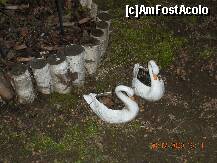 [P07] Cele doua lebede din curte..asteptand sa vina primavara » foto by verobutterfly
 - 
<span class="allrVoted glyphicon glyphicon-heart hidden" id="av118261"></span>
<a class="m-l-10 hidden" id="sv118261" onclick="voting_Foto_DelVot(,118261,2804)" role="button">șterge vot <span class="glyphicon glyphicon-remove"></span></a>
<a id="v9118261" class=" c-red"  onclick="voting_Foto_SetVot(118261)" role="button"><span class="glyphicon glyphicon-heart-empty"></span> <b>LIKE</b> = Votează poza</a> <img class="hidden"  id="f118261W9" src="/imagini/loader.gif" border="0" /><span class="AjErrMes hidden" id="e118261ErM"></span>