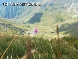 [P25] Floricele de munte » foto by Mika
 - 
<span class="allrVoted glyphicon glyphicon-heart hidden" id="av1186340"></span>
<a class="m-l-10 hidden" id="sv1186340" onclick="voting_Foto_DelVot(,1186340,2855)" role="button">șterge vot <span class="glyphicon glyphicon-remove"></span></a>
<a id="v91186340" class=" c-red"  onclick="voting_Foto_SetVot(1186340)" role="button"><span class="glyphicon glyphicon-heart-empty"></span> <b>LIKE</b> = Votează poza</a> <img class="hidden"  id="f1186340W9" src="/imagini/loader.gif" border="0" /><span class="AjErrMes hidden" id="e1186340ErM"></span>