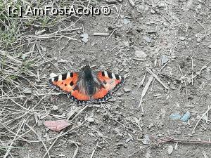 [P27] Un fluturaș s-a oprit pentru o clipă pe poteca muntelui » foto by Mika
 - 
<span class="allrVoted glyphicon glyphicon-heart hidden" id="av1186342"></span>
<a class="m-l-10 hidden" id="sv1186342" onclick="voting_Foto_DelVot(,1186342,2855)" role="button">șterge vot <span class="glyphicon glyphicon-remove"></span></a>
<a id="v91186342" class=" c-red"  onclick="voting_Foto_SetVot(1186342)" role="button"><span class="glyphicon glyphicon-heart-empty"></span> <b>LIKE</b> = Votează poza</a> <img class="hidden"  id="f1186342W9" src="/imagini/loader.gif" border="0" /><span class="AjErrMes hidden" id="e1186342ErM"></span>