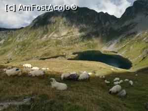 [P30] O turmă de oi se odihnea l&acirc;ngă Lacul Podragu » foto by Mika
 - 
<span class="allrVoted glyphicon glyphicon-heart hidden" id="av1186345"></span>
<a class="m-l-10 hidden" id="sv1186345" onclick="voting_Foto_DelVot(,1186345,2855)" role="button">șterge vot <span class="glyphicon glyphicon-remove"></span></a>
<a id="v91186345" class=" c-red"  onclick="voting_Foto_SetVot(1186345)" role="button"><span class="glyphicon glyphicon-heart-empty"></span> <b>LIKE</b> = Votează poza</a> <img class="hidden"  id="f1186345W9" src="/imagini/loader.gif" border="0" /><span class="AjErrMes hidden" id="e1186345ErM"></span>