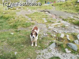 [P04] Un cățel paznic la st&acirc;nă » foto by Mika
 - 
<span class="allrVoted glyphicon glyphicon-heart hidden" id="av1186319"></span>
<a class="m-l-10 hidden" id="sv1186319" onclick="voting_Foto_DelVot(,1186319,2855)" role="button">șterge vot <span class="glyphicon glyphicon-remove"></span></a>
<a id="v91186319" class=" c-red"  onclick="voting_Foto_SetVot(1186319)" role="button"><span class="glyphicon glyphicon-heart-empty"></span> <b>LIKE</b> = Votează poza</a> <img class="hidden"  id="f1186319W9" src="/imagini/loader.gif" border="0" /><span class="AjErrMes hidden" id="e1186319ErM"></span>