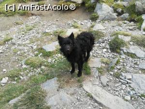 [P05] Si un alt paznic la st&acirc;nă » foto by Mika
 - 
<span class="allrVoted glyphicon glyphicon-heart hidden" id="av1186320"></span>
<a class="m-l-10 hidden" id="sv1186320" onclick="voting_Foto_DelVot(,1186320,2855)" role="button">șterge vot <span class="glyphicon glyphicon-remove"></span></a>
<a id="v91186320" class=" c-red"  onclick="voting_Foto_SetVot(1186320)" role="button"><span class="glyphicon glyphicon-heart-empty"></span> <b>LIKE</b> = Votează poza</a> <img class="hidden"  id="f1186320W9" src="/imagini/loader.gif" border="0" /><span class="AjErrMes hidden" id="e1186320ErM"></span>