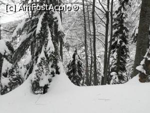 [P34] Cobor&acirc;rea spre Pensiunea Poiuana Neamțului » foto by Mika
 - 
<span class="allrVoted glyphicon glyphicon-heart hidden" id="av1221547"></span>
<a class="m-l-10 hidden" id="sv1221547" onclick="voting_Foto_DelVot(,1221547,2855)" role="button">șterge vot <span class="glyphicon glyphicon-remove"></span></a>
<a id="v91221547" class=" c-red"  onclick="voting_Foto_SetVot(1221547)" role="button"><span class="glyphicon glyphicon-heart-empty"></span> <b>LIKE</b> = Votează poza</a> <img class="hidden"  id="f1221547W9" src="/imagini/loader.gif" border="0" /><span class="AjErrMes hidden" id="e1221547ErM"></span>