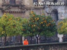 [P03] PROTOCALII DIN GRADINA MOSCHEIEI-CATEDRALA DIN CORDOBA » foto by stefania
 - 
<span class="allrVoted glyphicon glyphicon-heart hidden" id="av36591"></span>
<a class="m-l-10 hidden" id="sv36591" onclick="voting_Foto_DelVot(,36591,2870)" role="button">șterge vot <span class="glyphicon glyphicon-remove"></span></a>
<a id="v936591" class=" c-red"  onclick="voting_Foto_SetVot(36591)" role="button"><span class="glyphicon glyphicon-heart-empty"></span> <b>LIKE</b> = Votează poza</a> <img class="hidden"  id="f36591W9" src="/imagini/loader.gif" border="0" /><span class="AjErrMes hidden" id="e36591ErM"></span>