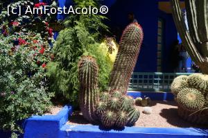 [P12] Gradinile Majorelle_cactusi » foto by catrinel
 - 
<span class="allrVoted glyphicon glyphicon-heart hidden" id="av1365925"></span>
<a class="m-l-10 hidden" id="sv1365925" onclick="voting_Foto_DelVot(,1365925,2870)" role="button">șterge vot <span class="glyphicon glyphicon-remove"></span></a>
<a id="v91365925" class=" c-red"  onclick="voting_Foto_SetVot(1365925)" role="button"><span class="glyphicon glyphicon-heart-empty"></span> <b>LIKE</b> = Votează poza</a> <img class="hidden"  id="f1365925W9" src="/imagini/loader.gif" border="0" /><span class="AjErrMes hidden" id="e1365925ErM"></span>