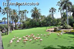 [P19] Loro Parc » foto by irinaoachi
 - 
<span class="allrVoted glyphicon glyphicon-heart hidden" id="av856785"></span>
<a class="m-l-10 hidden" id="sv856785" onclick="voting_Foto_DelVot(,856785,2933)" role="button">șterge vot <span class="glyphicon glyphicon-remove"></span></a>
<a id="v9856785" class=" c-red"  onclick="voting_Foto_SetVot(856785)" role="button"><span class="glyphicon glyphicon-heart-empty"></span> <b>LIKE</b> = Votează poza</a> <img class="hidden"  id="f856785W9" src="/imagini/loader.gif" border="0" /><span class="AjErrMes hidden" id="e856785ErM"></span>