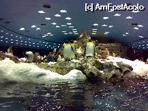 [P02] lumea pinguinilor din LOROPARQUE » foto by ghecamelia
 - 
<span class="allrVoted glyphicon glyphicon-heart hidden" id="av22472"></span>
<a class="m-l-10 hidden" id="sv22472" onclick="voting_Foto_DelVot(,22472,2939)" role="button">șterge vot <span class="glyphicon glyphicon-remove"></span></a>
<a id="v922472" class=" c-red"  onclick="voting_Foto_SetVot(22472)" role="button"><span class="glyphicon glyphicon-heart-empty"></span> <b>LIKE</b> = Votează poza</a> <img class="hidden"  id="f22472W9" src="/imagini/loader.gif" border="0" /><span class="AjErrMes hidden" id="e22472ErM"></span>