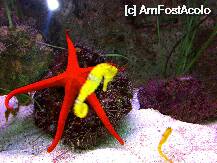 [P04] stelutza....si....calutzul » foto by ghecamelia
 - 
<span class="allrVoted glyphicon glyphicon-heart hidden" id="av22474"></span>
<a class="m-l-10 hidden" id="sv22474" onclick="voting_Foto_DelVot(,22474,2939)" role="button">șterge vot <span class="glyphicon glyphicon-remove"></span></a>
<a id="v922474" class=" c-red"  onclick="voting_Foto_SetVot(22474)" role="button"><span class="glyphicon glyphicon-heart-empty"></span> <b>LIKE</b> = Votează poza</a> <img class="hidden"  id="f22474W9" src="/imagini/loader.gif" border="0" /><span class="AjErrMes hidden" id="e22474ErM"></span>