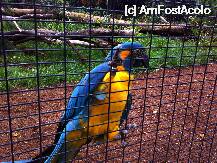 [P05] un papagal frumos » foto by ghecamelia
 - 
<span class="allrVoted glyphicon glyphicon-heart hidden" id="av22476"></span>
<a class="m-l-10 hidden" id="sv22476" onclick="voting_Foto_DelVot(,22476,2939)" role="button">șterge vot <span class="glyphicon glyphicon-remove"></span></a>
<a id="v922476" class=" c-red"  onclick="voting_Foto_SetVot(22476)" role="button"><span class="glyphicon glyphicon-heart-empty"></span> <b>LIKE</b> = Votează poza</a> <img class="hidden"  id="f22476W9" src="/imagini/loader.gif" border="0" /><span class="AjErrMes hidden" id="e22476ErM"></span>