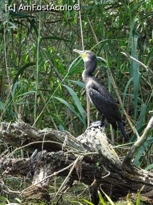 [P14] Un cormoran încremenit.  » foto by tata123 🔱
 - 
<span class="allrVoted glyphicon glyphicon-heart hidden" id="av1082459"></span>
<a class="m-l-10 hidden" id="sv1082459" onclick="voting_Foto_DelVot(,1082459,2956)" role="button">șterge vot <span class="glyphicon glyphicon-remove"></span></a>
<a id="v91082459" class=" c-red"  onclick="voting_Foto_SetVot(1082459)" role="button"><span class="glyphicon glyphicon-heart-empty"></span> <b>LIKE</b> = Votează poza</a> <img class="hidden"  id="f1082459W9" src="/imagini/loader.gif" border="0" /><span class="AjErrMes hidden" id="e1082459ErM"></span>