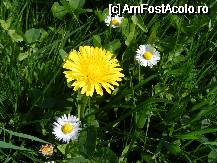 [P14] flori din curte » foto by neagugaby
 - 
<span class="allrVoted glyphicon glyphicon-heart hidden" id="av69896"></span>
<a class="m-l-10 hidden" id="sv69896" onclick="voting_Foto_DelVot(,69896,2970)" role="button">șterge vot <span class="glyphicon glyphicon-remove"></span></a>
<a id="v969896" class=" c-red"  onclick="voting_Foto_SetVot(69896)" role="button"><span class="glyphicon glyphicon-heart-empty"></span> <b>LIKE</b> = Votează poza</a> <img class="hidden"  id="f69896W9" src="/imagini/loader.gif" border="0" /><span class="AjErrMes hidden" id="e69896ErM"></span>