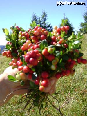 [P09] buchet de merisoare!  :) Super-gustoase » foto by Testosu'
 - 
<span class="allrVoted glyphicon glyphicon-heart hidden" id="av520952"></span>
<a class="m-l-10 hidden" id="sv520952" onclick="voting_Foto_DelVot(,520952,3018)" role="button">șterge vot <span class="glyphicon glyphicon-remove"></span></a>
<a id="v9520952" class=" c-red"  onclick="voting_Foto_SetVot(520952)" role="button"><span class="glyphicon glyphicon-heart-empty"></span> <b>LIKE</b> = Votează poza</a> <img class="hidden"  id="f520952W9" src="/imagini/loader.gif" border="0" /><span class="AjErrMes hidden" id="e520952ErM"></span>