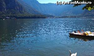 [P05] Lebădă pe Halstattersee. Regiunea Salzkammergut, Austria Superioară. » foto by traian.leuca †
 - 
<span class="allrVoted glyphicon glyphicon-heart hidden" id="av612988"></span>
<a class="m-l-10 hidden" id="sv612988" onclick="voting_Foto_DelVot(,612988,3095)" role="button">șterge vot <span class="glyphicon glyphicon-remove"></span></a>
<a id="v9612988" class=" c-red"  onclick="voting_Foto_SetVot(612988)" role="button"><span class="glyphicon glyphicon-heart-empty"></span> <b>LIKE</b> = Votează poza</a> <img class="hidden"  id="f612988W9" src="/imagini/loader.gif" border="0" /><span class="AjErrMes hidden" id="e612988ErM"></span>