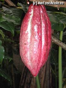 [P41] tamarino » foto by grecudoina
 - 
<span class="allrVoted glyphicon glyphicon-heart hidden" id="av310358"></span>
<a class="m-l-10 hidden" id="sv310358" onclick="voting_Foto_DelVot(,310358,3149)" role="button">șterge vot <span class="glyphicon glyphicon-remove"></span></a>
<a id="v9310358" class=" c-red"  onclick="voting_Foto_SetVot(310358)" role="button"><span class="glyphicon glyphicon-heart-empty"></span> <b>LIKE</b> = Votează poza</a> <img class="hidden"  id="f310358W9" src="/imagini/loader.gif" border="0" /><span class="AjErrMes hidden" id="e310358ErM"></span>