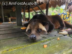 [P47] Luwak-ul de la plantatia de cafea » foto by Chloe
 - 
<span class="allrVoted glyphicon glyphicon-heart hidden" id="av1477115"></span>
<a class="m-l-10 hidden" id="sv1477115" onclick="voting_Foto_DelVot(,1477115,3149)" role="button">șterge vot <span class="glyphicon glyphicon-remove"></span></a>
<a id="v91477115" class=" c-red"  onclick="voting_Foto_SetVot(1477115)" role="button"><span class="glyphicon glyphicon-heart-empty"></span> <b>LIKE</b> = Votează poza</a> <img class="hidden"  id="f1477115W9" src="/imagini/loader.gif" border="0" /><span class="AjErrMes hidden" id="e1477115ErM"></span>