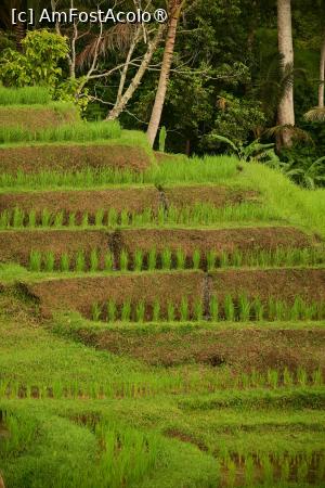 [P51] orezaria Jatiluwih » foto by Chloe
 - 
<span class="allrVoted glyphicon glyphicon-heart hidden" id="av1477119"></span>
<a class="m-l-10 hidden" id="sv1477119" onclick="voting_Foto_DelVot(,1477119,3149)" role="button">șterge vot <span class="glyphicon glyphicon-remove"></span></a>
<a id="v91477119" class=" c-red"  onclick="voting_Foto_SetVot(1477119)" role="button"><span class="glyphicon glyphicon-heart-empty"></span> <b>LIKE</b> = Votează poza</a> <img class="hidden"  id="f1477119W9" src="/imagini/loader.gif" border="0" /><span class="AjErrMes hidden" id="e1477119ErM"></span>