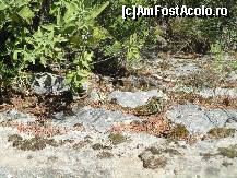 [P34] Iata o soparla...  » foto by maryka
 - 
<span class="allrVoted glyphicon glyphicon-heart hidden" id="av426554"></span>
<a class="m-l-10 hidden" id="sv426554" onclick="voting_Foto_DelVot(,426554,3173)" role="button">șterge vot <span class="glyphicon glyphicon-remove"></span></a>
<a id="v9426554" class=" c-red"  onclick="voting_Foto_SetVot(426554)" role="button"><span class="glyphicon glyphicon-heart-empty"></span> <b>LIKE</b> = Votează poza</a> <img class="hidden"  id="f426554W9" src="/imagini/loader.gif" border="0" /><span class="AjErrMes hidden" id="e426554ErM"></span>