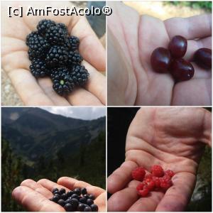 [P19] Fructe de padure » foto by noi doi
 - 
<span class="allrVoted glyphicon glyphicon-heart hidden" id="av779512"></span>
<a class="m-l-10 hidden" id="sv779512" onclick="voting_Foto_DelVot(,779512,3180)" role="button">șterge vot <span class="glyphicon glyphicon-remove"></span></a>
<a id="v9779512" class=" c-red"  onclick="voting_Foto_SetVot(779512)" role="button"><span class="glyphicon glyphicon-heart-empty"></span> <b>LIKE</b> = Votează poza</a> <img class="hidden"  id="f779512W9" src="/imagini/loader.gif" border="0" /><span class="AjErrMes hidden" id="e779512ErM"></span>