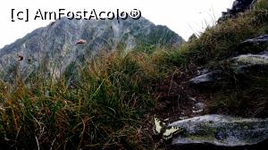 [P07] Dragul de el a mai stat si la poza- in drum spre Vf Papusa » foto by noi doi
 - 
<span class="allrVoted glyphicon glyphicon-heart hidden" id="av779336"></span>
<a class="m-l-10 hidden" id="sv779336" onclick="voting_Foto_DelVot(,779336,3180)" role="button">șterge vot <span class="glyphicon glyphicon-remove"></span></a>
<a id="v9779336" class=" c-red"  onclick="voting_Foto_SetVot(779336)" role="button"><span class="glyphicon glyphicon-heart-empty"></span> <b>LIKE</b> = Votează poza</a> <img class="hidden"  id="f779336W9" src="/imagini/loader.gif" border="0" /><span class="AjErrMes hidden" id="e779336ErM"></span>