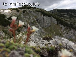 [P04] Floricele pe marginea proapastiei » foto by noi doi
 - 
<span class="allrVoted glyphicon glyphicon-heart hidden" id="av1166005"></span>
<a class="m-l-10 hidden" id="sv1166005" onclick="voting_Foto_DelVot(,1166005,3180)" role="button">șterge vot <span class="glyphicon glyphicon-remove"></span></a>
<a id="v91166005" class=" c-red"  onclick="voting_Foto_SetVot(1166005)" role="button"><span class="glyphicon glyphicon-heart-empty"></span> <b>LIKE</b> = Votează poza</a> <img class="hidden"  id="f1166005W9" src="/imagini/loader.gif" border="0" /><span class="AjErrMes hidden" id="e1166005ErM"></span>