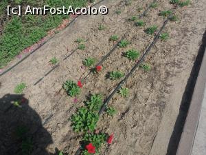 [P02] desert verde... o da cu ajutorul inventiei evreilor, faimoasa irigare 'picatura' » foto by roth
 - 
<span class="allrVoted glyphicon glyphicon-heart hidden" id="av823030"></span>
<a class="m-l-10 hidden" id="sv823030" onclick="voting_Foto_DelVot(,823030,3199)" role="button">șterge vot <span class="glyphicon glyphicon-remove"></span></a>
<a id="v9823030" class=" c-red"  onclick="voting_Foto_SetVot(823030)" role="button"><span class="glyphicon glyphicon-heart-empty"></span> <b>LIKE</b> = Votează poza</a> <img class="hidden"  id="f823030W9" src="/imagini/loader.gif" border="0" /><span class="AjErrMes hidden" id="e823030ErM"></span>