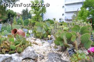 [P22] Gradina de cactusi » foto by AZE
 - 
<span class="allrVoted glyphicon glyphicon-heart hidden" id="av753710"></span>
<a class="m-l-10 hidden" id="sv753710" onclick="voting_Foto_DelVot(,753710,3210)" role="button">șterge vot <span class="glyphicon glyphicon-remove"></span></a>
<a id="v9753710" class=" c-red"  onclick="voting_Foto_SetVot(753710)" role="button"><span class="glyphicon glyphicon-heart-empty"></span> <b>LIKE</b> = Votează poza</a> <img class="hidden"  id="f753710W9" src="/imagini/loader.gif" border="0" /><span class="AjErrMes hidden" id="e753710ErM"></span>