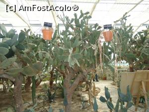 [P06] padurea de cactusi » foto by buterfly*
 - 
<span class="allrVoted glyphicon glyphicon-heart hidden" id="av866104"></span>
<a class="m-l-10 hidden" id="sv866104" onclick="voting_Foto_DelVot(,866104,3210)" role="button">șterge vot <span class="glyphicon glyphicon-remove"></span></a>
<a id="v9866104" class=" c-red"  onclick="voting_Foto_SetVot(866104)" role="button"><span class="glyphicon glyphicon-heart-empty"></span> <b>LIKE</b> = Votează poza</a> <img class="hidden"  id="f866104W9" src="/imagini/loader.gif" border="0" /><span class="AjErrMes hidden" id="e866104ErM"></span>