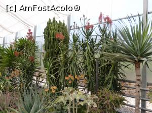 [P04] Sera de cactusi » foto by fredutza
 - 
<span class="allrVoted glyphicon glyphicon-heart hidden" id="av875259"></span>
<a class="m-l-10 hidden" id="sv875259" onclick="voting_Foto_DelVot(,875259,3210)" role="button">șterge vot <span class="glyphicon glyphicon-remove"></span></a>
<a id="v9875259" class=" c-red"  onclick="voting_Foto_SetVot(875259)" role="button"><span class="glyphicon glyphicon-heart-empty"></span> <b>LIKE</b> = Votează poza</a> <img class="hidden"  id="f875259W9" src="/imagini/loader.gif" border="0" /><span class="AjErrMes hidden" id="e875259ErM"></span>