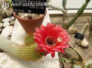 [P06] Floare de cactus » foto by fredutza
 - 
<span class="allrVoted glyphicon glyphicon-heart hidden" id="av875262"></span>
<a class="m-l-10 hidden" id="sv875262" onclick="voting_Foto_DelVot(,875262,3210)" role="button">șterge vot <span class="glyphicon glyphicon-remove"></span></a>
<a id="v9875262" class=" c-red"  onclick="voting_Foto_SetVot(875262)" role="button"><span class="glyphicon glyphicon-heart-empty"></span> <b>LIKE</b> = Votează poza</a> <img class="hidden"  id="f875262W9" src="/imagini/loader.gif" border="0" /><span class="AjErrMes hidden" id="e875262ErM"></span>