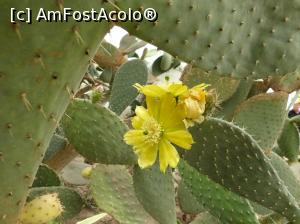 [P07] Alta floare de cactus » foto by fredutza
 - 
<span class="allrVoted glyphicon glyphicon-heart hidden" id="av875264"></span>
<a class="m-l-10 hidden" id="sv875264" onclick="voting_Foto_DelVot(,875264,3210)" role="button">șterge vot <span class="glyphicon glyphicon-remove"></span></a>
<a id="v9875264" class=" c-red"  onclick="voting_Foto_SetVot(875264)" role="button"><span class="glyphicon glyphicon-heart-empty"></span> <b>LIKE</b> = Votează poza</a> <img class="hidden"  id="f875264W9" src="/imagini/loader.gif" border="0" /><span class="AjErrMes hidden" id="e875264ErM"></span>