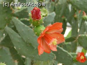 [P09] Alta culoare a florii de cactus » foto by fredutza
 - 
<span class="allrVoted glyphicon glyphicon-heart hidden" id="av875266"></span>
<a class="m-l-10 hidden" id="sv875266" onclick="voting_Foto_DelVot(,875266,3210)" role="button">șterge vot <span class="glyphicon glyphicon-remove"></span></a>
<a id="v9875266" class=" c-red"  onclick="voting_Foto_SetVot(875266)" role="button"><span class="glyphicon glyphicon-heart-empty"></span> <b>LIKE</b> = Votează poza</a> <img class="hidden"  id="f875266W9" src="/imagini/loader.gif" border="0" /><span class="AjErrMes hidden" id="e875266ErM"></span>