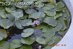 [P01] Gradina Botanica din Balcic - un mic lac cu nuferi » foto by relu mihai
 - 
<span class="allrVoted glyphicon glyphicon-heart hidden" id="av901101"></span>
<a class="m-l-10 hidden" id="sv901101" onclick="voting_Foto_DelVot(,901101,3210)" role="button">șterge vot <span class="glyphicon glyphicon-remove"></span></a>
<a id="v9901101" class=" c-red"  onclick="voting_Foto_SetVot(901101)" role="button"><span class="glyphicon glyphicon-heart-empty"></span> <b>LIKE</b> = Votează poza</a> <img class="hidden"  id="f901101W9" src="/imagini/loader.gif" border="0" /><span class="AjErrMes hidden" id="e901101ErM"></span>