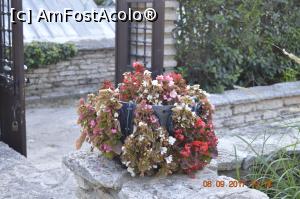 [P11] Gradina Botanica din Balcic - flori de toamna » foto by relu mihai
 - 
<span class="allrVoted glyphicon glyphicon-heart hidden" id="av901111"></span>
<a class="m-l-10 hidden" id="sv901111" onclick="voting_Foto_DelVot(,901111,3210)" role="button">șterge vot <span class="glyphicon glyphicon-remove"></span></a>
<a id="v9901111" class=" c-red"  onclick="voting_Foto_SetVot(901111)" role="button"><span class="glyphicon glyphicon-heart-empty"></span> <b>LIKE</b> = Votează poza</a> <img class="hidden"  id="f901111W9" src="/imagini/loader.gif" border="0" /><span class="AjErrMes hidden" id="e901111ErM"></span>